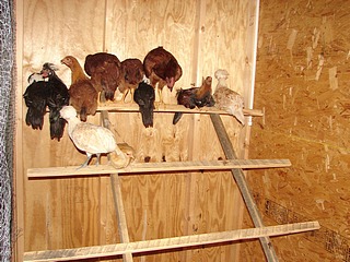 Chicken Coops and Runs | All About Chickens